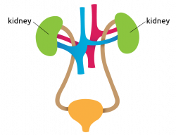 kidney-diagram@2x | Transplant Living