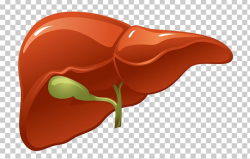 Organ Liver Human Body Kidney PNG, Clipart, Artery, Bile ...