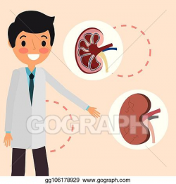 Vector Illustration - Doctor professional kidney organs part ...