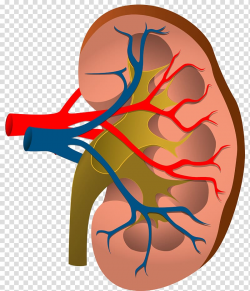 Nephrology Acute kidney injury Chronic kidney disease, organ ...