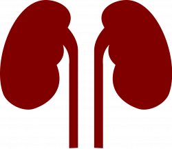 File:Kidneys noun 524431 cc red.svg - Wikipedia