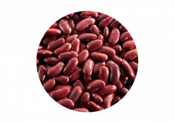 Kidney beans PNG images free download