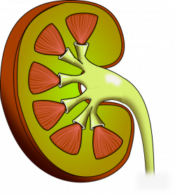 File:Kidney noblood.png - Wikimedia Commons