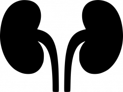Kidneys Svg Png Icon Free Download (#491485) - OnlineWebFonts.COM