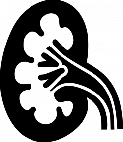Kidney Svg Png Icon Free Download (#492447) - OnlineWebFonts.COM
