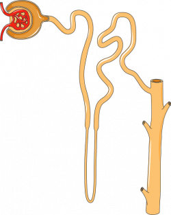 Nephron - Servier Medical Art - 3000 free medical images