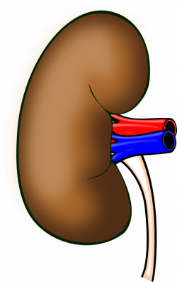 Kidney Clipart | i2Clipart - Royalty Free Public Domain Clipart