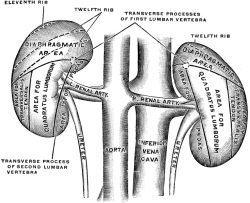 Posterior Surface of the Kidneys | ClipArt ETC