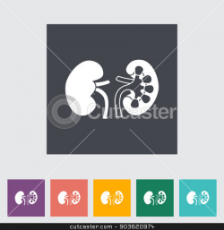 Human Kidney. stock vector