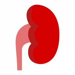 Kidney Icon - Clip Art Library