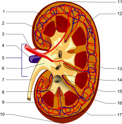 Renal artery stenosis - Wikipedia