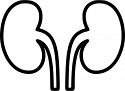 Kidneys Svg Png Icon Free Download (#491448) - OnlineWebFonts.COM