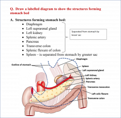 Applied Anatomy Of Stomach Bed – Lifeinharmony
