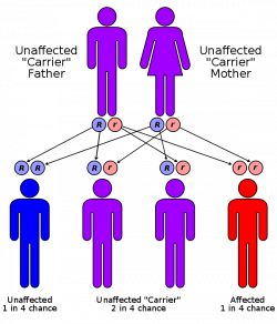 Autosomal recessive polycystic kidney disease - Wikiwand