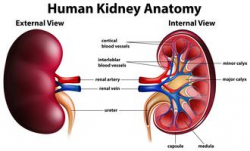 Kidney Free Vector Art - (10,139 Free Downloads)
