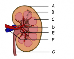 The kidney and osmoregulation