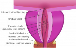 Urethral sphincters - Wikipedia