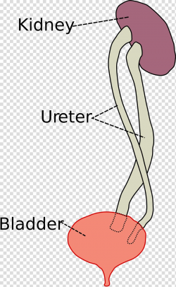 Duplicated ureter Kidney Urinary bladder Urethra, kidney ...