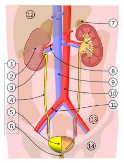 Overview of Urinary Tract Anatomy & Function | MetroVan Urology