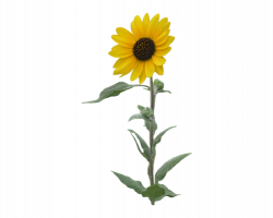 Common sunflower Clip art - Single sunflower 622*500 transprent Png ...