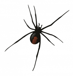 Female Redback Spider | Pinterest | Redback spider, Spider and ...