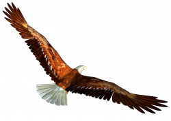 animated Bald eagle from behind PNG Image - PurePNG | Free ...