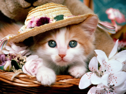 Free Kittens Clipart beautiful cat, Download Free Clip Art ...