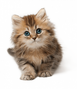 Kitten Cat Cute transparent PNG - StickPNG