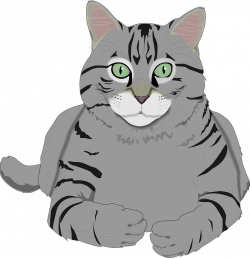 Free Image on Pixabay - Cat, Kitty, Gray, Tiger, Tabby, Pet | Kitty ...