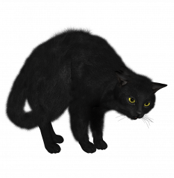 Kitten Sphynx cat Black cat Clip art - kitten 1490*1520 transprent ...