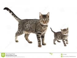 Clipart Images Kittens