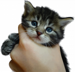 Clipart - Cute Kitten