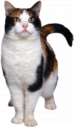 cat png image, free download picture, kitten | Cat Stuff | Pinterest ...