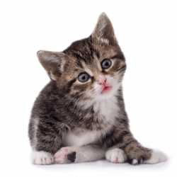 42 Cat Png Image Download Picture Kitten