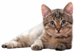 Cats png free images, download