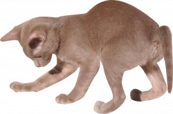 Free Cat Images: Free digital kitten png with transparent background ...