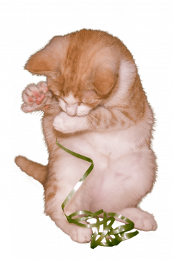 Ginger Cat transparent PNG - StickPNG
