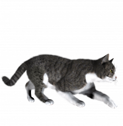 41 Cat Png Image Download Picture Kitten