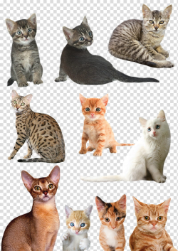 Cats and Kittens, group of cats transparent background PNG ...