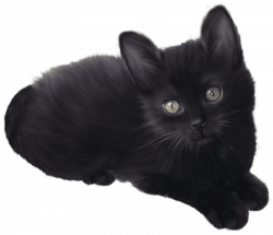 black kitten png - Free PNG Images | TOPpng