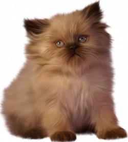 Kitten Ragdoll Persian cat Clip art - kitten 670*748 transprent Png ...