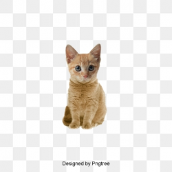 Cat PNG Images, Download 12,342 Cat PNG Resources with ...