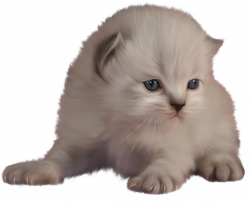 Kitten PNG Clip Art - Best WEB Clipart