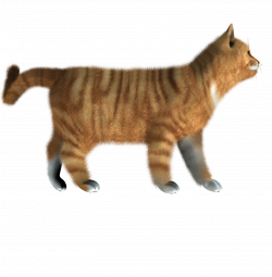 Kitten PNG Pic | PNG Mart