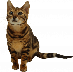 25 Kitten Png Image Download Picture