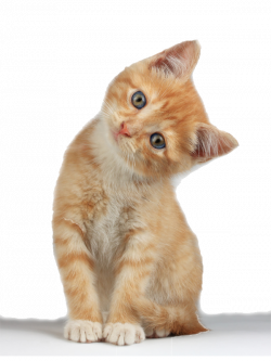 Kitten Clipart Png , (+) Pictures - trzcacak.rs