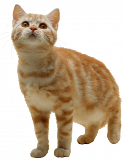 Cats transparent PNG images - Page2 - StickPNG