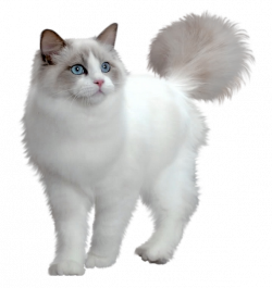 Cute White Kitten Transparent PNG Picture | 122 LADY A & LITTLE ...