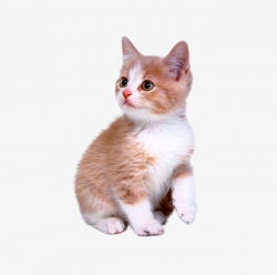 Cute Kitten PNG, Clipart, American Wirehair, Animal, Animals ...