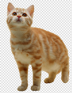 Cat Kitten , cat , free , kitten transparent background PNG ...